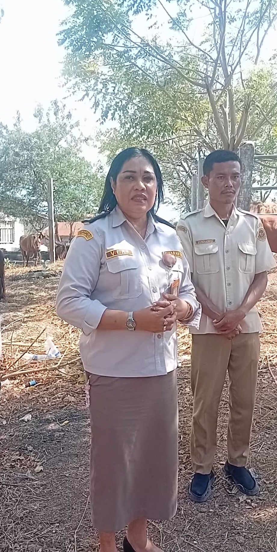 Tak Lengkap Dokumen, Karantina Waikelo Gagalkan Pengiriman 51 Ekor Kuda Sandalwood ke Sulawesi.